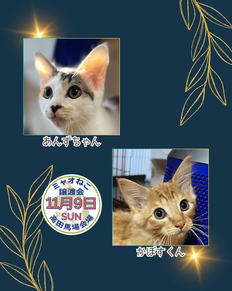 myaoneko55's tweet photo. 🧥11月9日譲渡会参加猫🧥

それぞれの猫さん情報は
https://t.co/VoJUapGQPl
👆こちらよりご確認ください♡
⠀
#ミャオねこ #保護猫譲渡会 #里親募集中
#東京都 #高田馬場 https://t.co/4k5nxngUGH