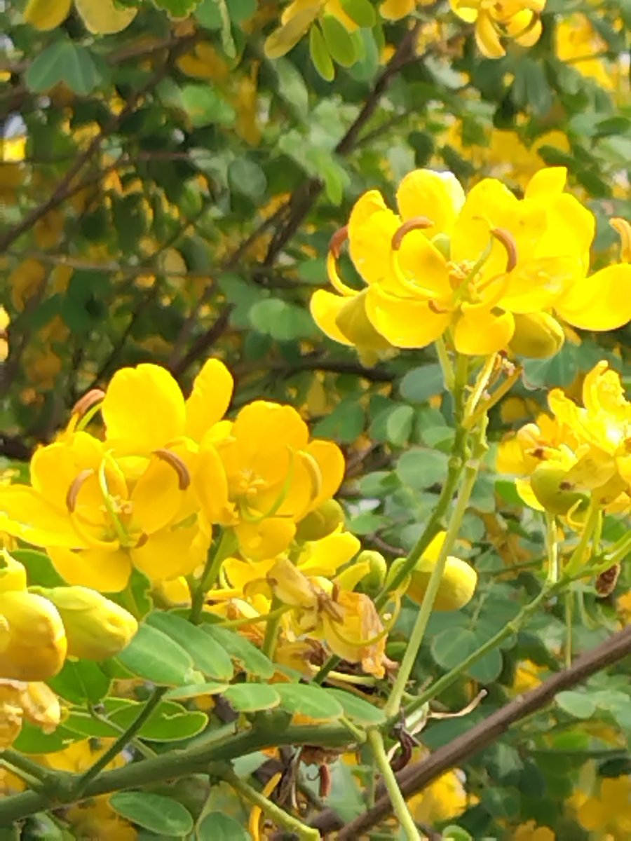 確認▶◀*.゜♡アカシア15cm Ponちゃん on X