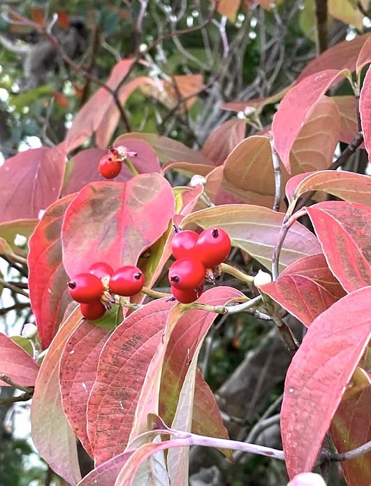 toshiページ Toshi M on X