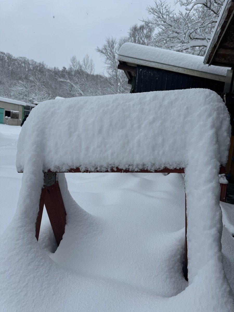 一晩でこんもり30cm積雪の乗馬クラブです #北海道 #札幌