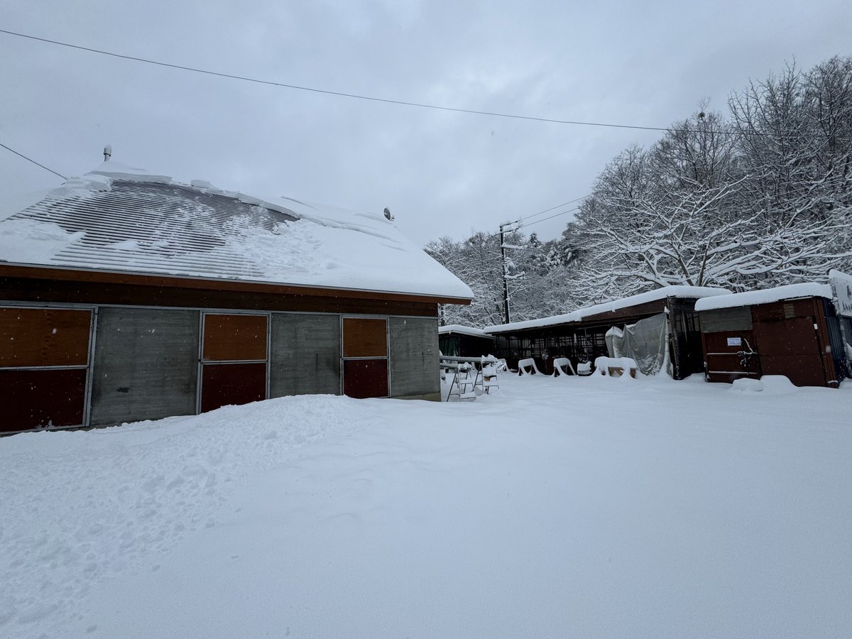 一晩でこんもり30cm積雪の乗馬クラブです
#北海道 #札幌