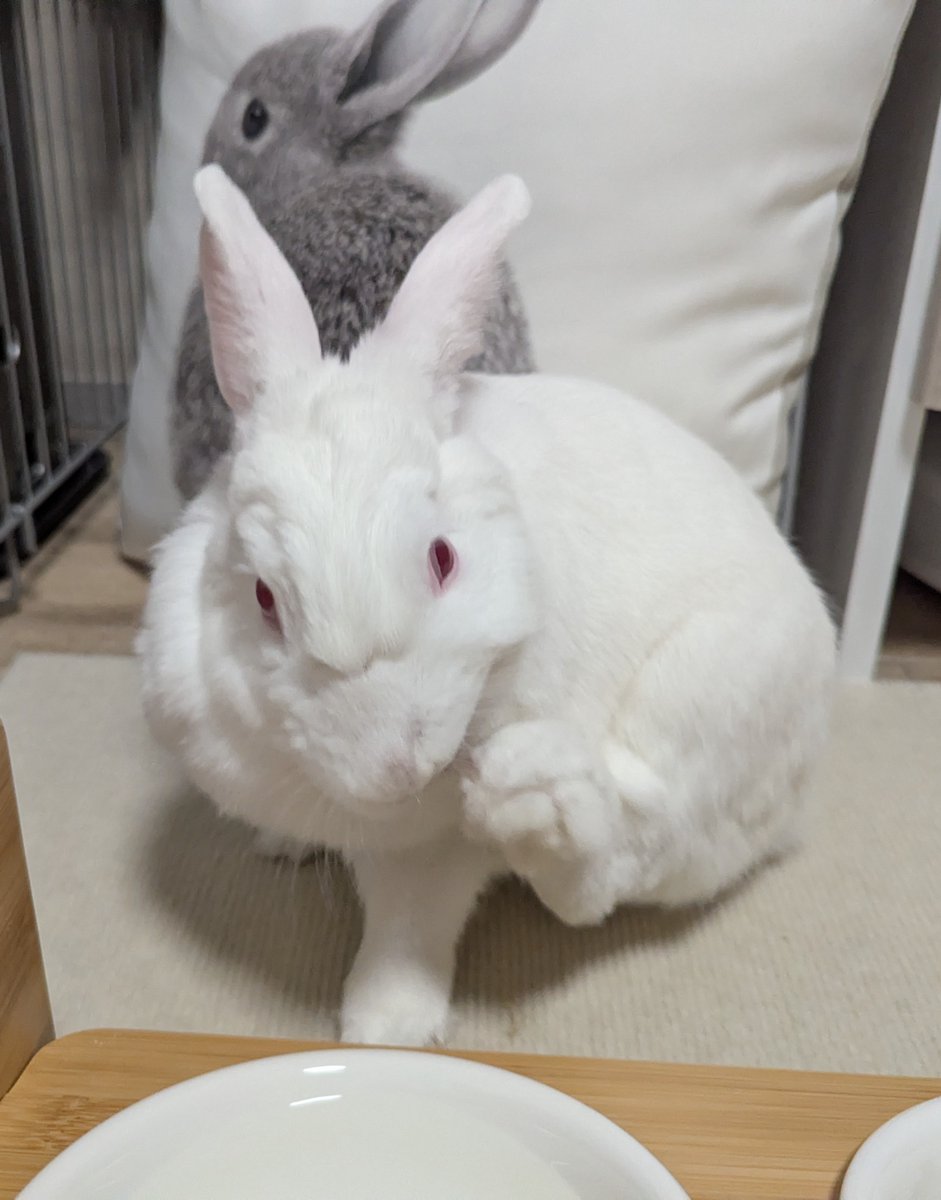 キョーちゃん 主: はせこ (@Tutu_rabbit_usa) / Posts / X