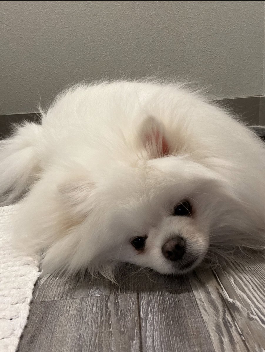 Can we pretty please get a white pomeranian sidekick... <a href="/Fortnite/">Fortnite</a>
I mean come on look how cute 🤭 Did the pictures convince you guys yet?