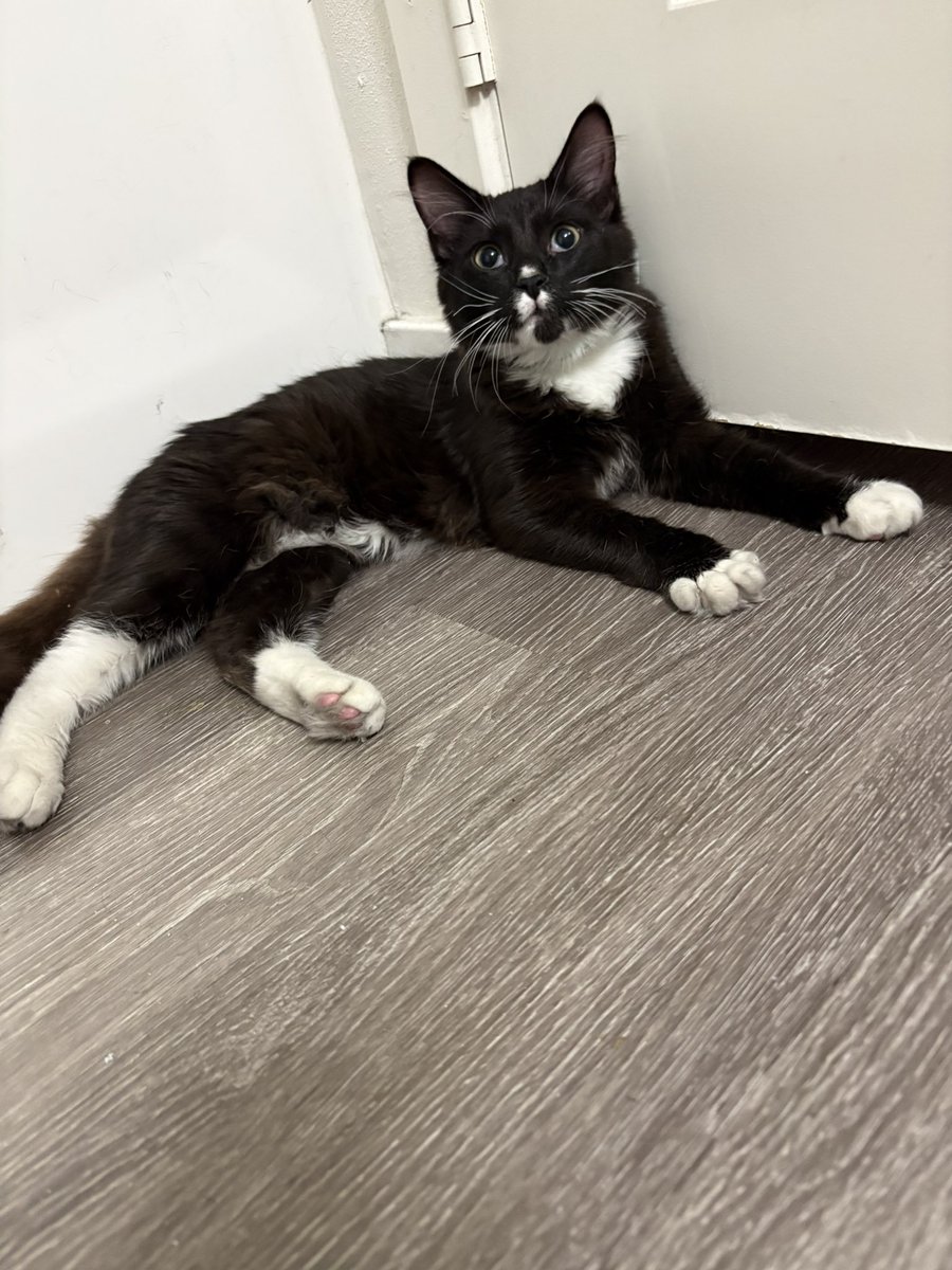 Meet my newest affiliate. He is 6 months old and does not have a name yet. He likes strings