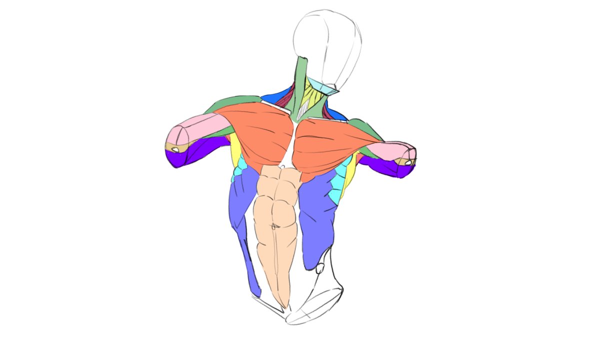 Rem_Vileblood's tweet photo. muchos músculos
#DigitalArt #AnatomyIllustration #SkeletalSystem #MuscleAnatomy #ArtOfScience #VibrantColors #MedicalIllustration #HumanBody #EducationalArt #IllustrationArt https://t.co/38Nki3O7lQ