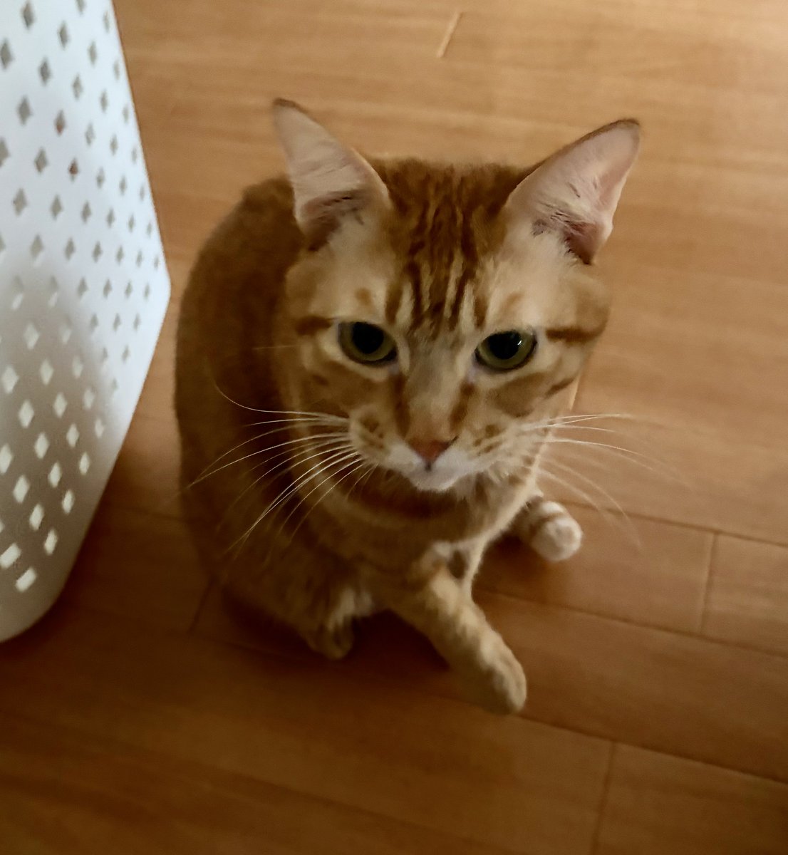 メルカリ、久しぶりに売れたのにエラーが出てお取引ができないよ😢
困ったね
お値下げ依頼も来てるのに