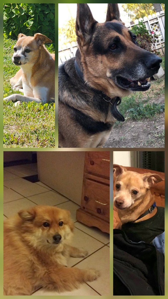 victorwar13's tweet photo. @_XDogs Charlie,Sulie,Oso and Lucy https://t.co/uXiCTLDUh0