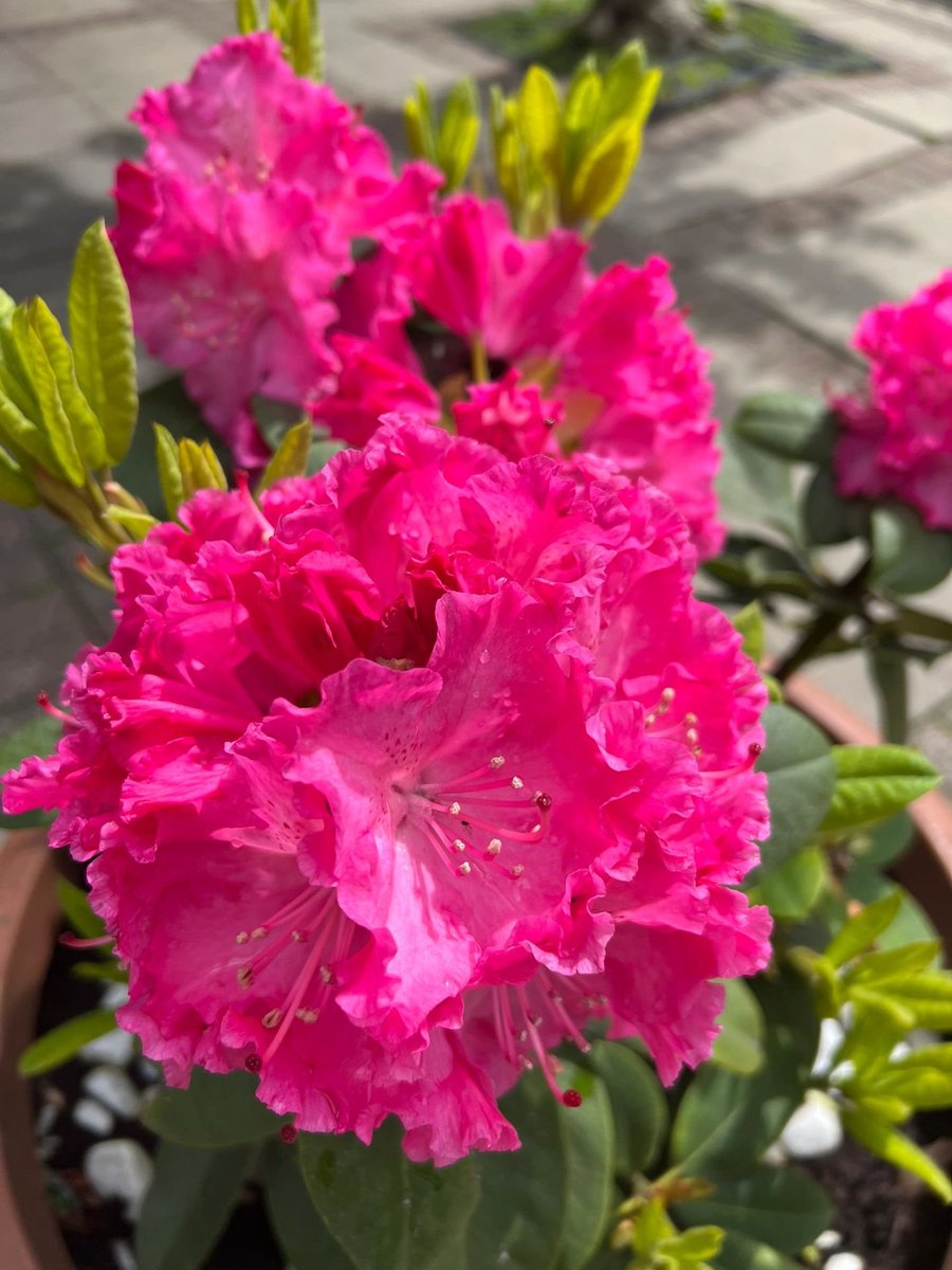 lily88115's tweet photo. Flowers in my garden, happiness in my heart 💐🌸🌿 Nature’s colors blooming with peace and joy 🌞🦋 Every petal whispers love, beauty, and gratitude 💖  🌺 https://t.co/ikjZGQibSD