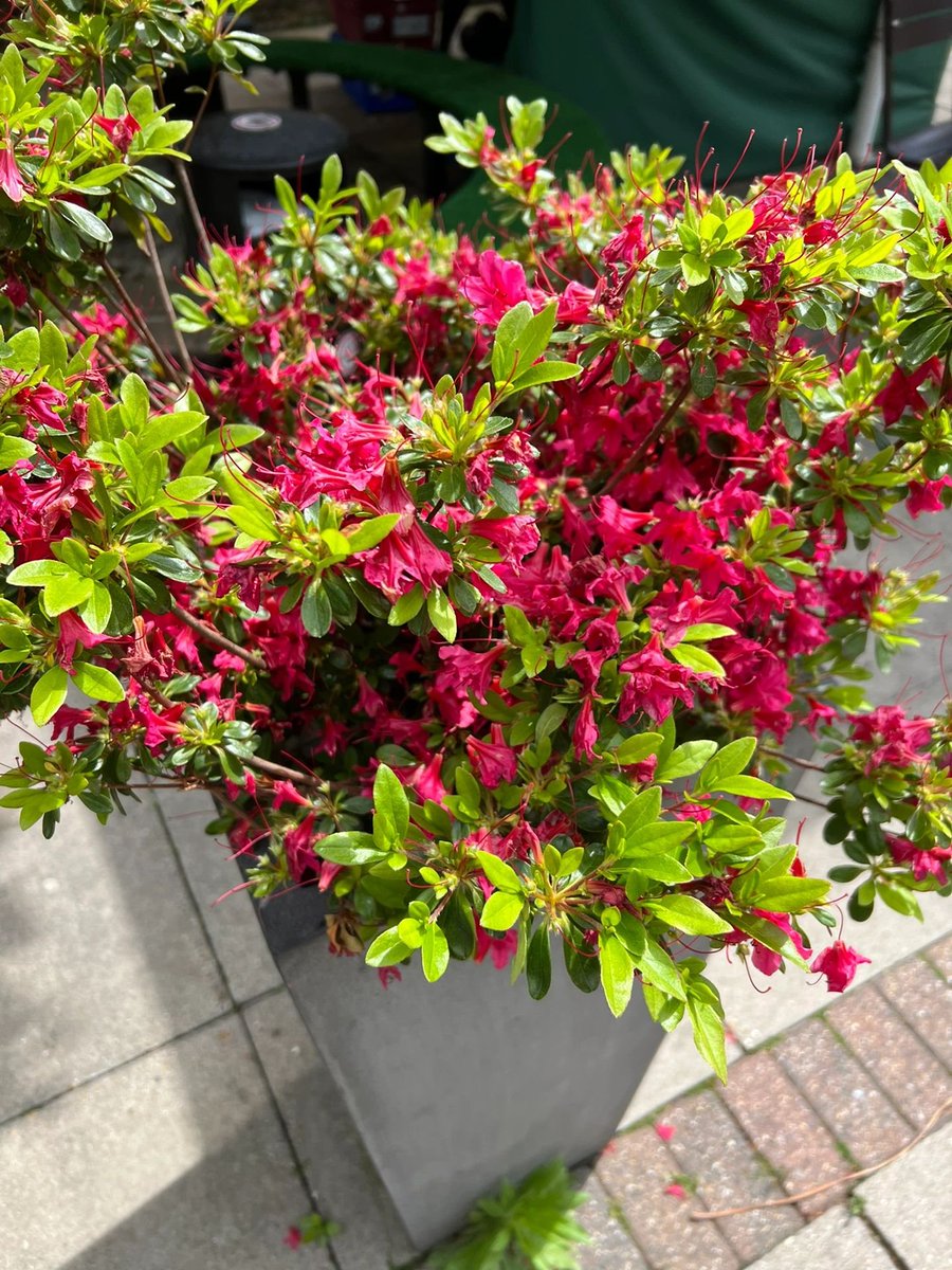 lily88115's tweet photo. Flowers in my garden, happiness in my heart 💐🌸🌿 Nature’s colors blooming with peace and joy 🌞🦋 Every petal whispers love, beauty, and gratitude 💖  🌺 https://t.co/ikjZGQibSD