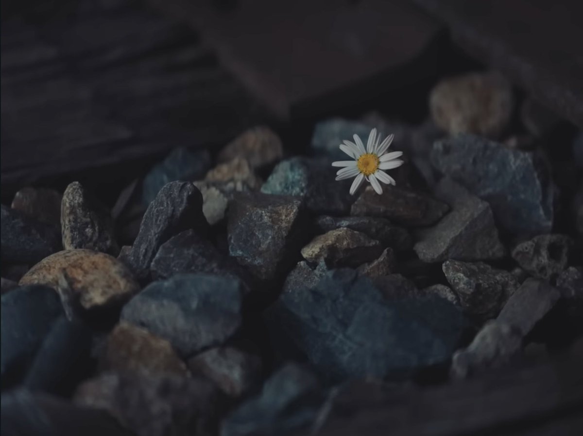 MTV's tweet image. Even through the ups and downs, @katyperry will always find her daisy 🌼🥹❤️‍🩹