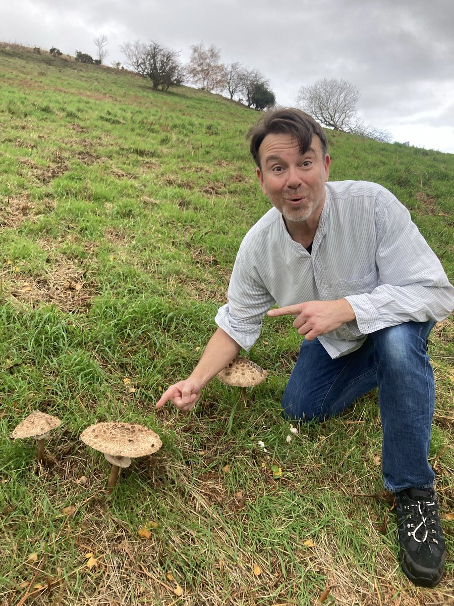 Phil_Daniels's tweet image. Parasol city would you eat these?#Mushrooms
