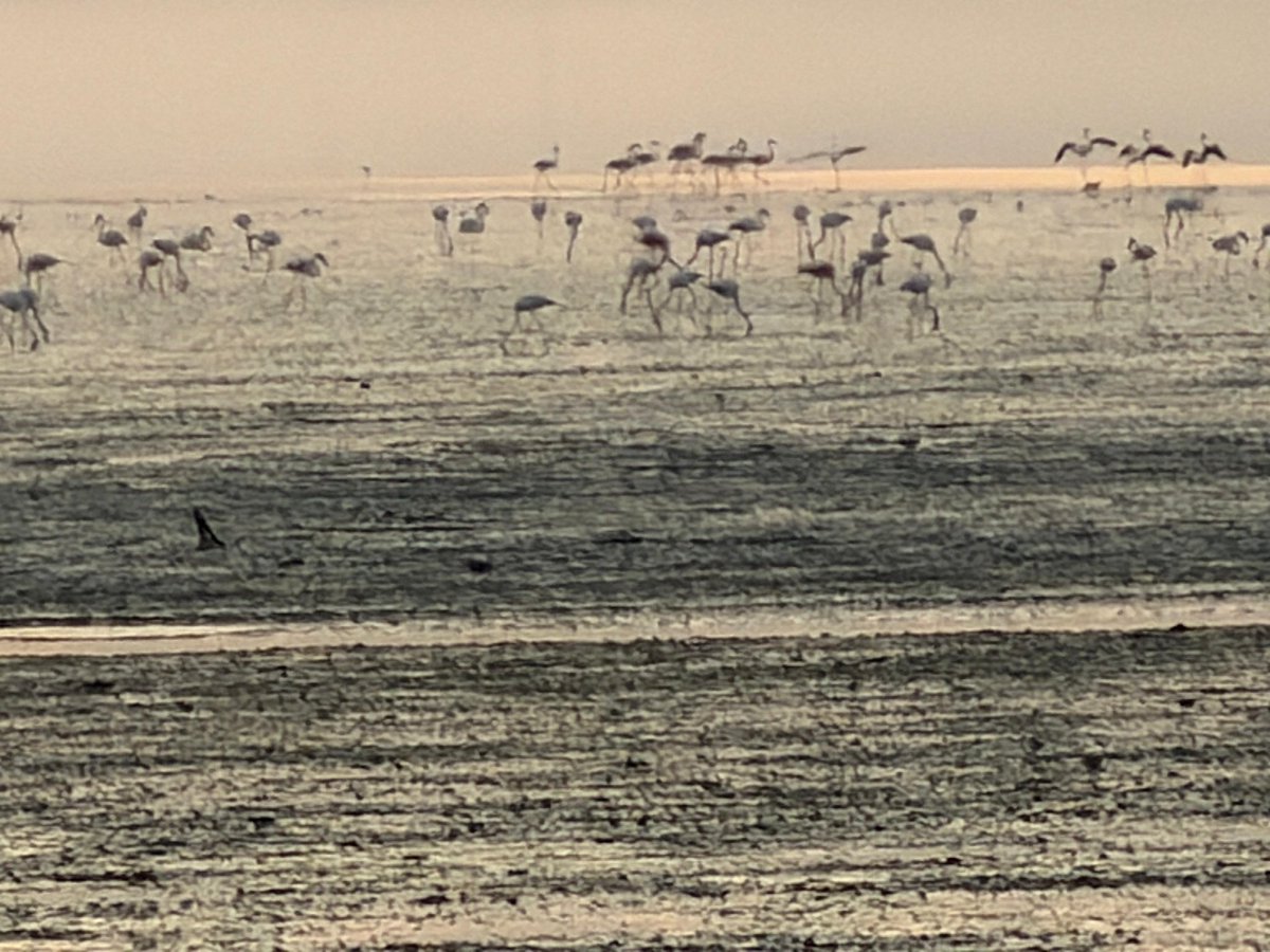 يا حلو طيور الفلامنجو في الكويت،، تصوير اليوم