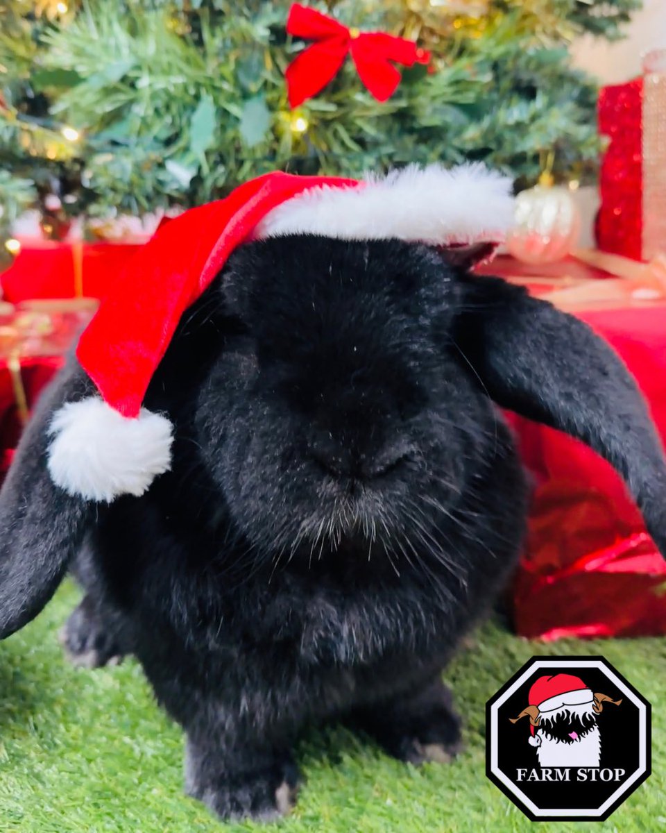 FarmStopABZ's tweet photo. 🎅🏻🐰😍HOPPY FRI-YAY!😍🐰🎅🏻
Only 3 weekends until Santa arrives on the 29th of November 🥰
⭐️ Book your tickets now to avoid missing out at: https://t.co/P5FhKguN1t ⭐️
#FarmStopAberdeenshire #AnimalLover #FarmExperience #Christmas #ChristmasMagic #santagrottoaberdeen https://t.co/leMIM7zP6w