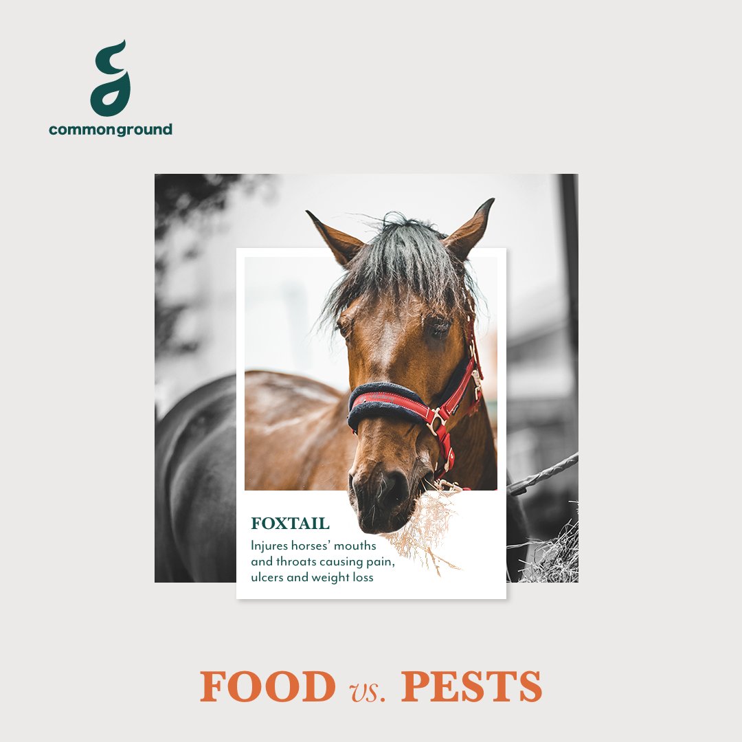 CommonGround tweet media