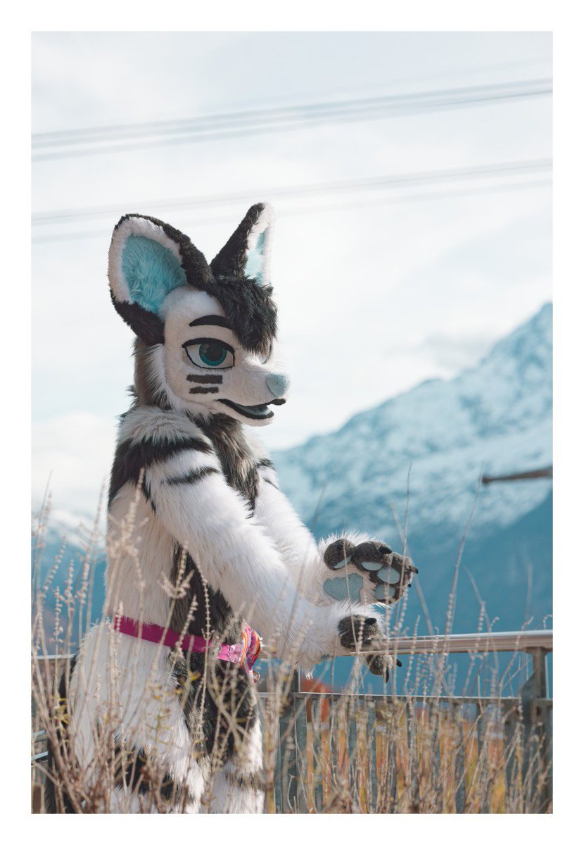 ʀᴇɴᴛᴏ 🐺 tweet media