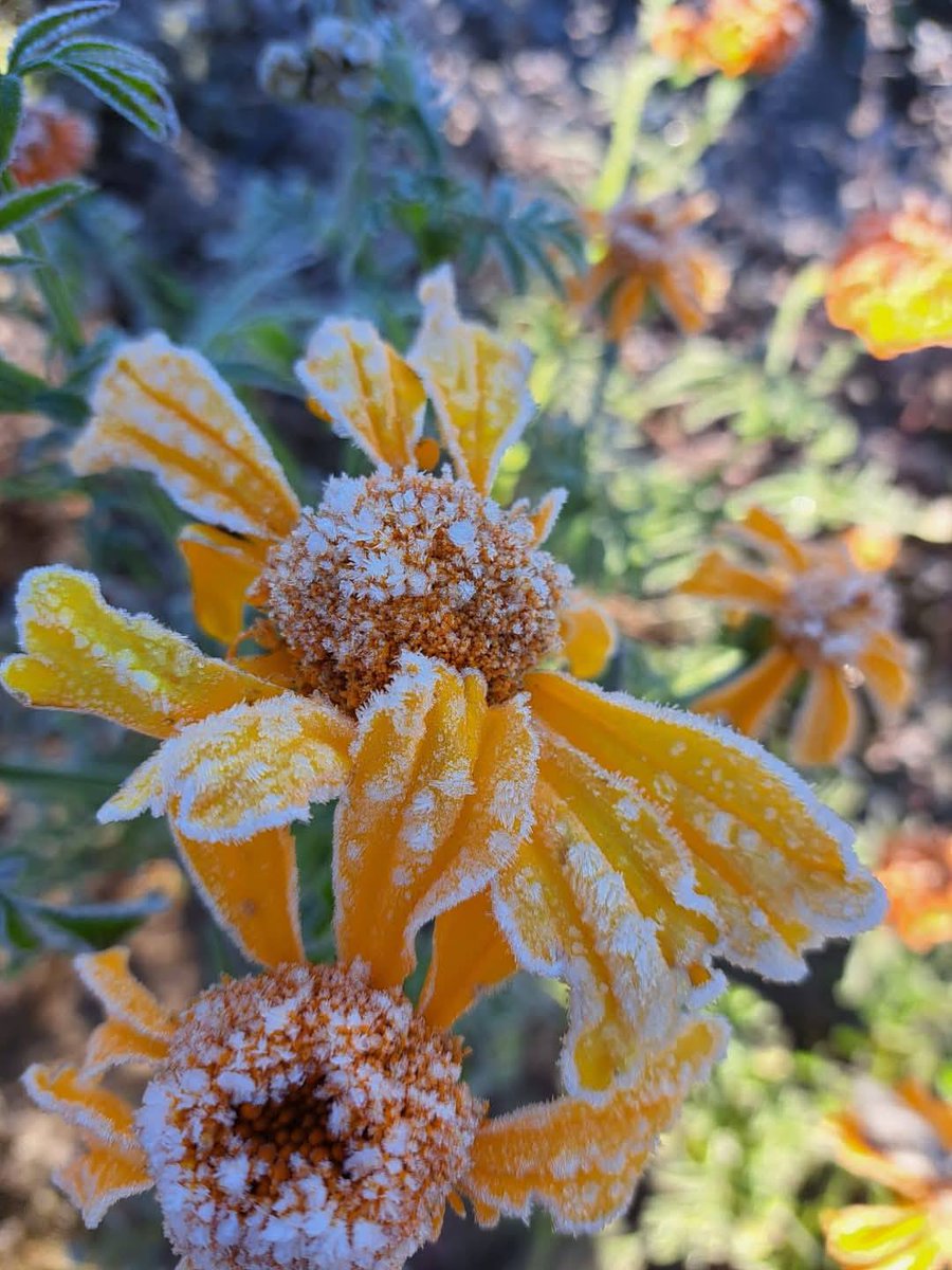 La naturaleza nos regaló una postal única. 🌅
En Tlaxcala, las flores de cempasúchil se vistieron de blanco, combinando tradición y invierno en una sola imagen. 🌼

Créditos: Tlaxcala Mano a Mano