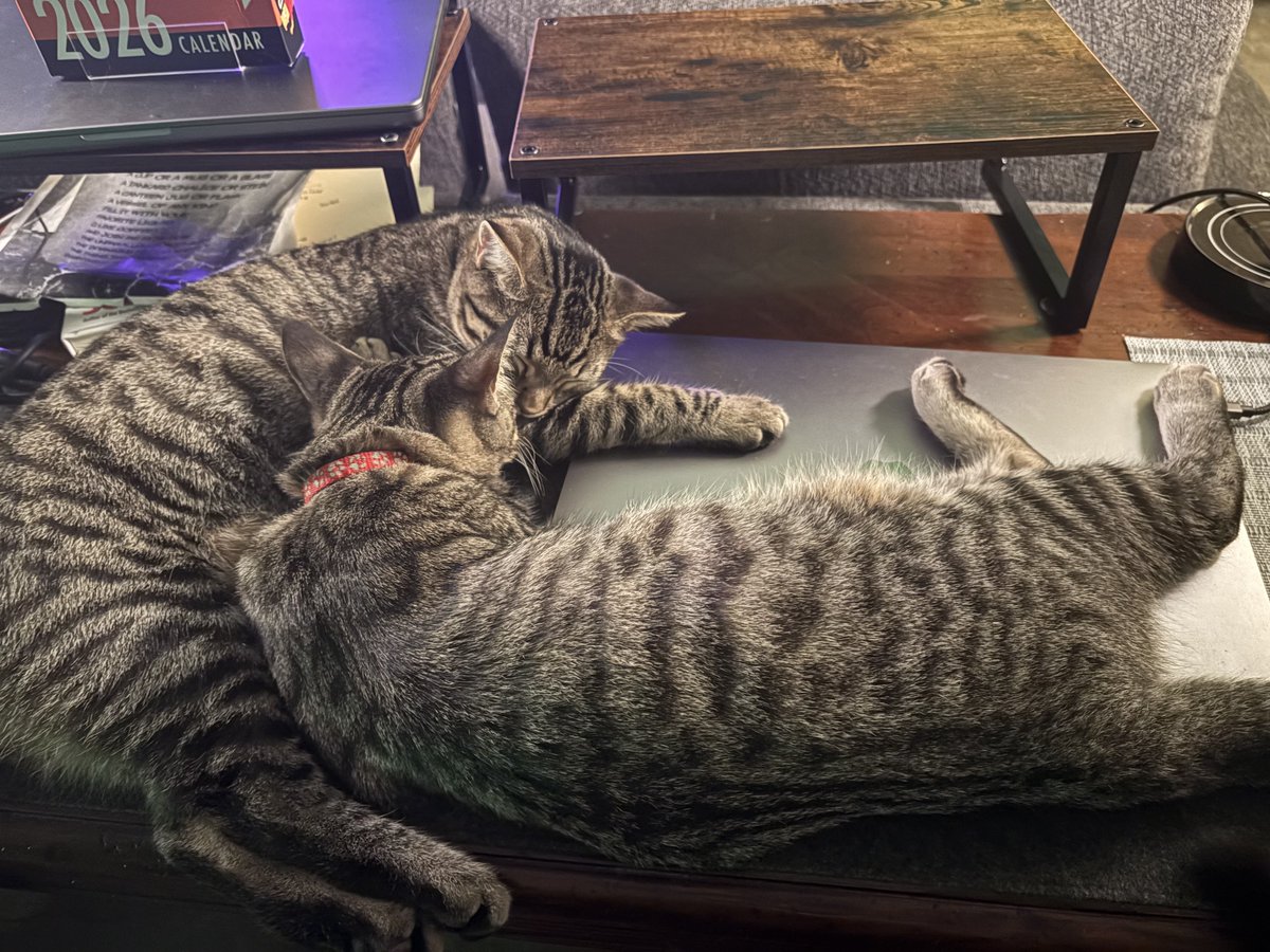 My cats are guarding my laptop to prevent me from working.