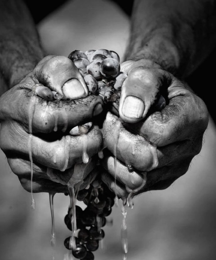 Her yıl ezildim, dostun taşında, nefsin tokmağında.
Her acıda bir maya vardı, her sızıda bir öğüt.
Olur sandım, olgunlaşırım sandım,
ama hep eksik, hep ham kaldım.
Bu yıl da olmadım.
Olamadım…
Ve ben hâlen;  şarap olamayacak o sirke…!

..