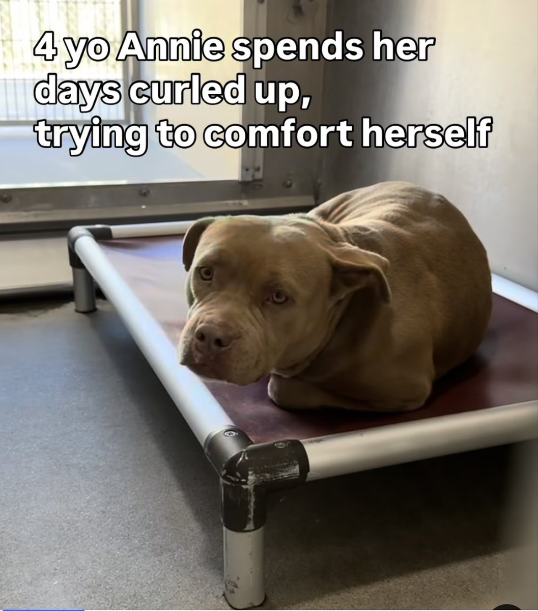 SarahjaneGille1's tweet photo. 3 Pictures scroll ➡️ HELP NOW ANNIE #A5734660 F 4yrs #americanbully looking 😞72 hr notices 2nd day @AnimaLancaster @bulliesinneed #socalpitties #peachesbullyrescue #bulliesandbuddies #adoptabully #luvabullyrescue #bigdogranchrescue #americanbulldogrescue #californiapitbullrescue https://t.co/OgVskeAwjv