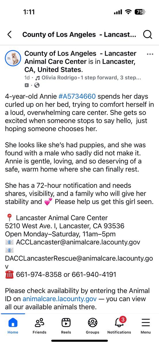 SarahjaneGille1's tweet photo. 3 Pictures scroll ➡️ HELP NOW ANNIE #A5734660 F 4yrs #americanbully looking 😞72 hr notices 2nd day @AnimaLancaster @bulliesinneed #socalpitties #peachesbullyrescue #bulliesandbuddies #adoptabully #luvabullyrescue #bigdogranchrescue #americanbulldogrescue #californiapitbullrescue https://t.co/OgVskeAwjv