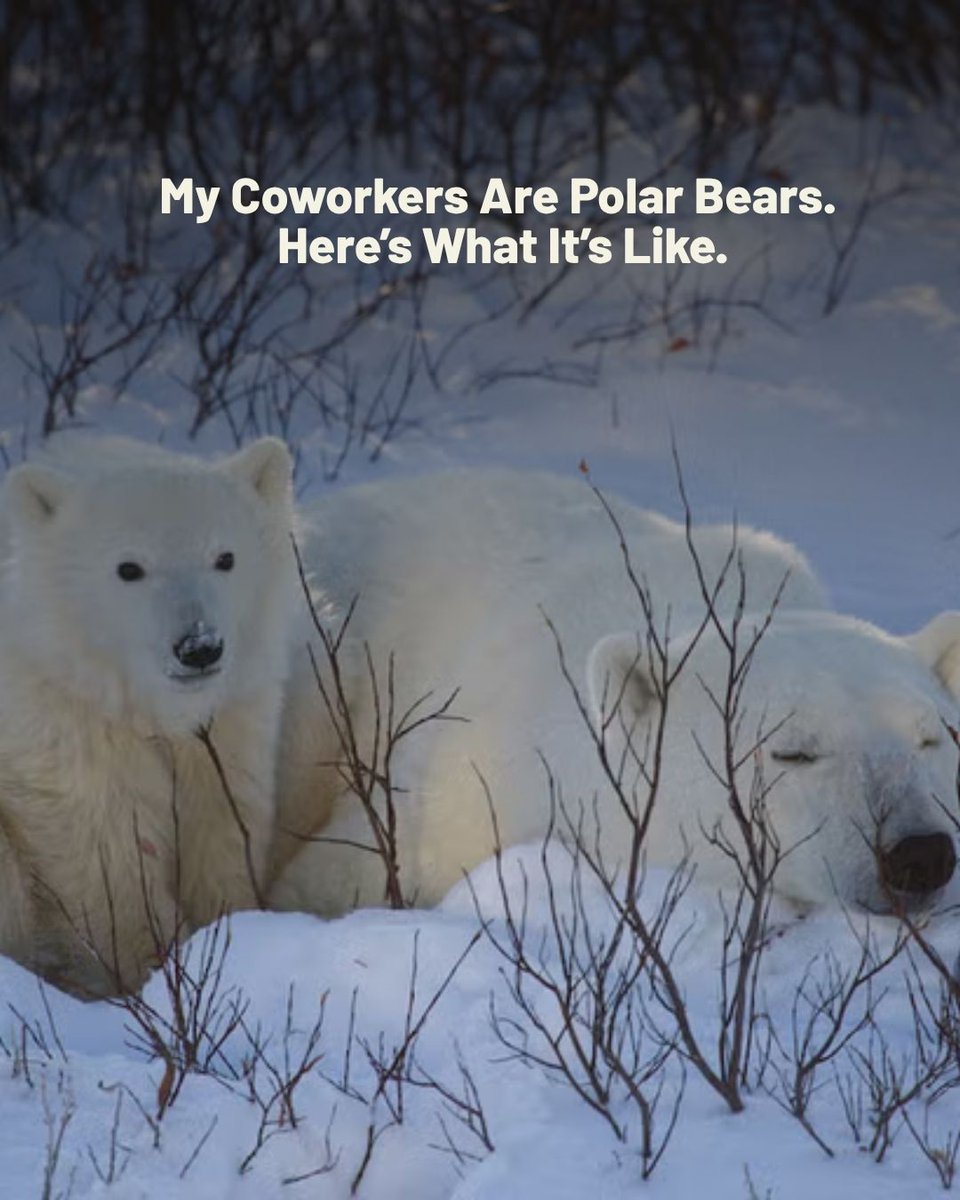 Backpacker Magazine tweet media