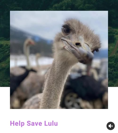 ShareawareCdn's tweet image. This was Lulu. Ostriches are very intelligent social animals. They were all murdered as the world watched.
#ostrichfarm #cfia #nazi