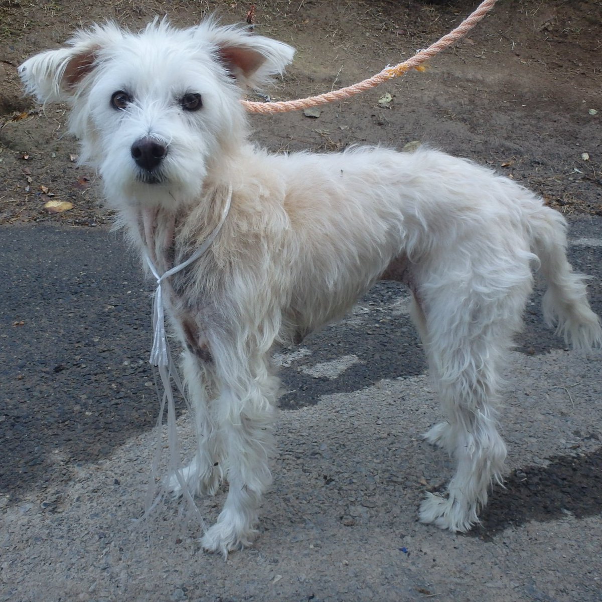 CLASSICLETSFOLK's tweet image. まだお迎えないようです
福島県のみならず 他県の方も確認を
#迷子犬 #迷い犬 10/30
#福島県 #福島県迷子犬 
#川部町 #宮前
#いわき市迷子犬 #いわき市
#雑種犬 メス 白 やや長毛
📍白ナイロン紐付き
一日も早いお迎えを🥺
🔴連絡先🔴  
#いわき市保健所 
生活衛生課 動物愛護係
☎0246-27-8592