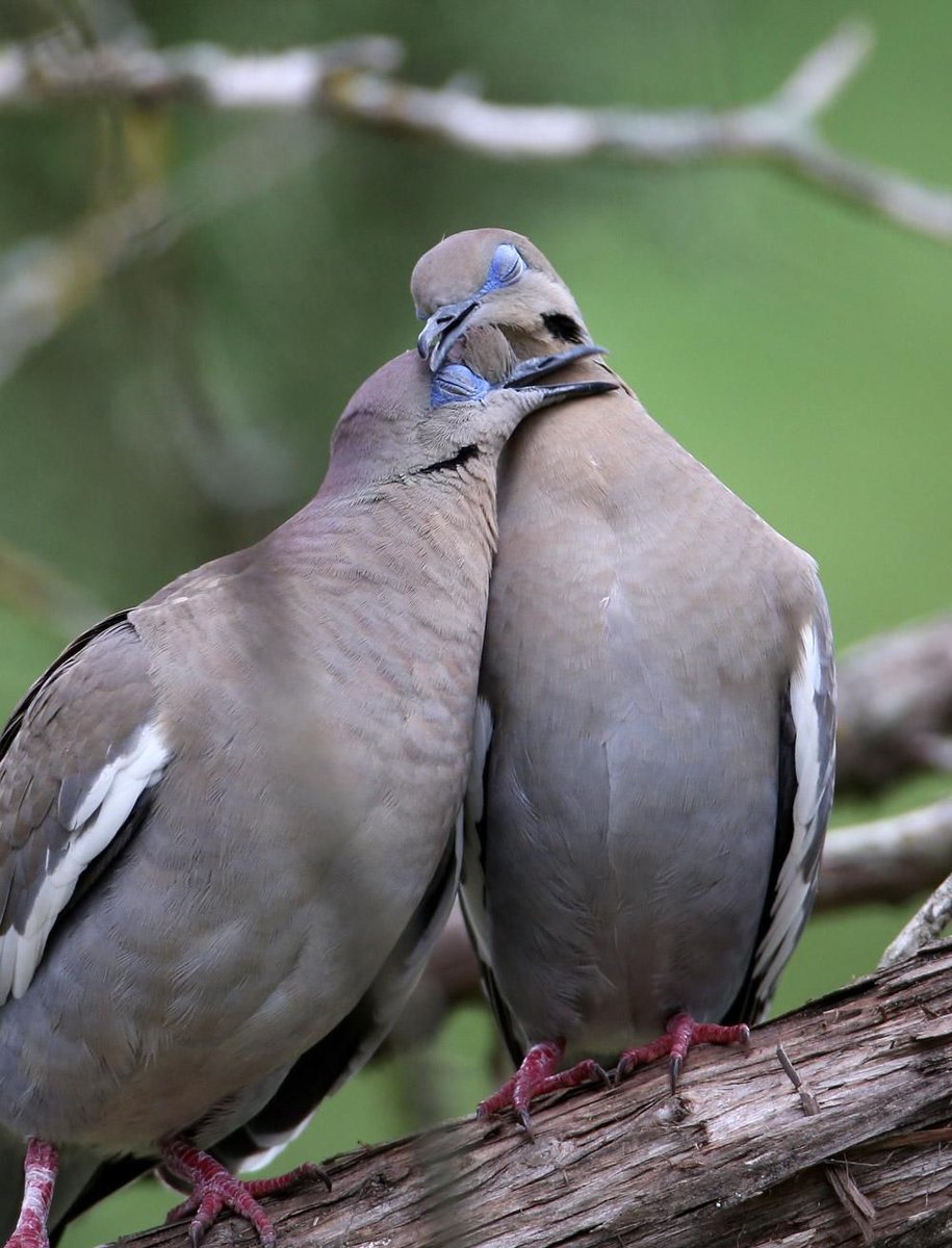 DelattreMia's tweet photo. The expression of love with this couple of White-winged Dove (Tourterelle à ailes blanches)  🤍🤍

#birds #BeautifulWorld #photo https://t.co/XlYJTeUSLc