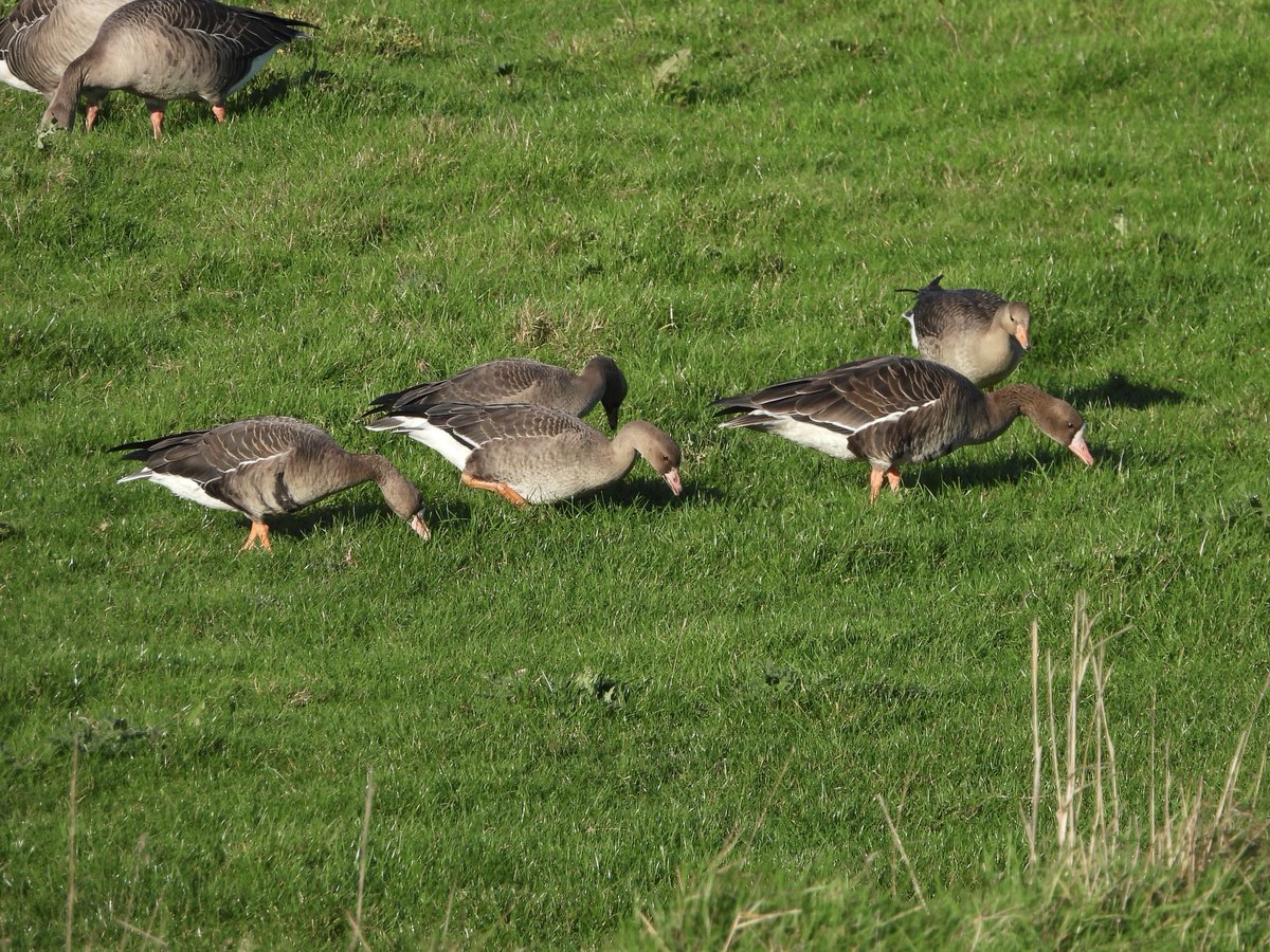 PaulDMasters's tweet image. Among the ten White-fronts on the Dumbles this morning, this family with three youngsters ⁦@slimbridge_wild ⁦@andybirding⁩ #Glosbirds
