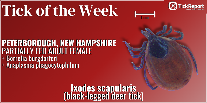Our Tick of the Week is a female black-legged deer tick from Hillsborough County, New Hampshire. We detected two pathogens: Borrelia burgdorferi (Lyme disease) and Anaplasma phagocytophilum (anaplasmosis)!
