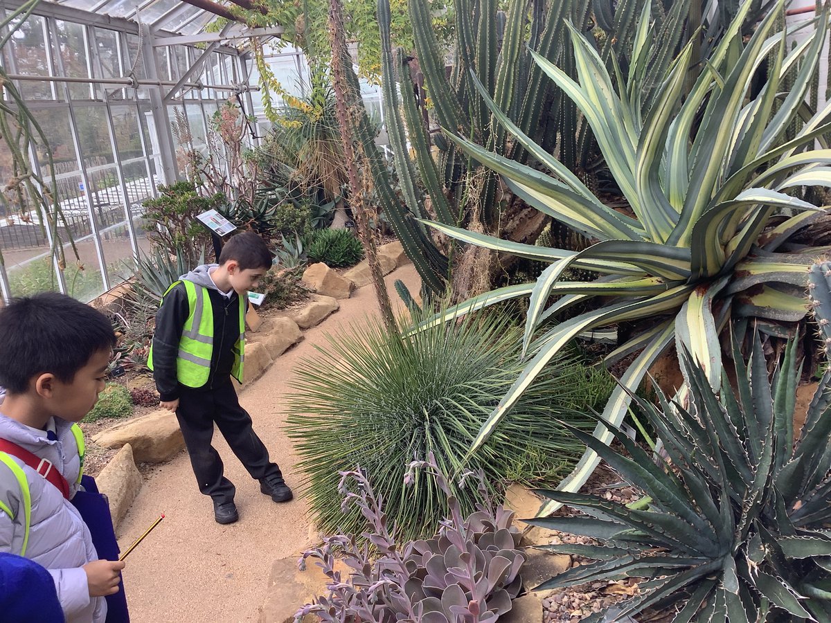 MonaAbd39195307's tweet photo. The children had a chance to explore the Tropical Garden and looked at different types of cactuses. They also looked closely at which plants grow in different kinds of weather. 🌵 🌱 🌴@HazelSchool https://t.co/ocZ90zj1ok