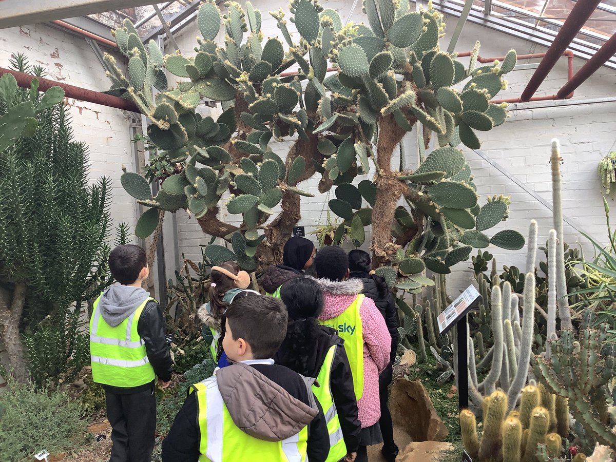 MonaAbd39195307's tweet photo. The children had a chance to explore the Tropical Garden and looked at different types of cactuses. They also looked closely at which plants grow in different kinds of weather. 🌵 🌱 🌴@HazelSchool https://t.co/ocZ90zj1ok