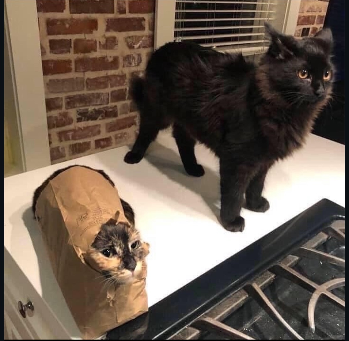 lined cats (@linedcats) on Twitter photo 