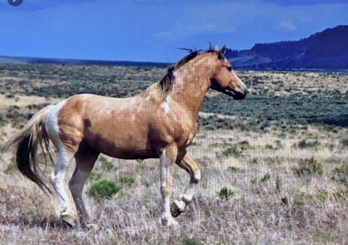 Wild in Nevada. The last free creature..in the heart of the west. There is plenty of room for them here, trust me I know. Let them run free.