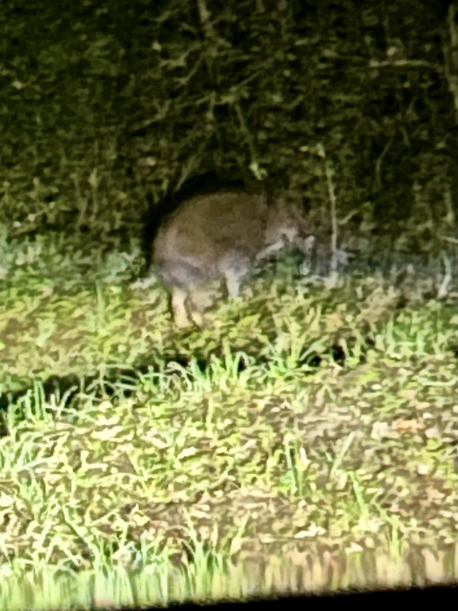 Euh gare gare !!!!! Dimanche on chasse !!!! Le dernier de 3 petits cochons avec maman qui était déjà rentrée dans le bois . Sont pas passés sous les roues de la voiture 😱😱😱😱#chassepartage dans mon Poitou