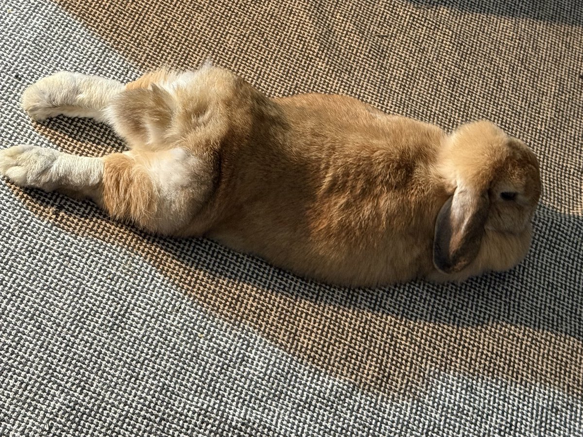 Is there anything cuter than a bunny in  full superman position? I think not 🥹