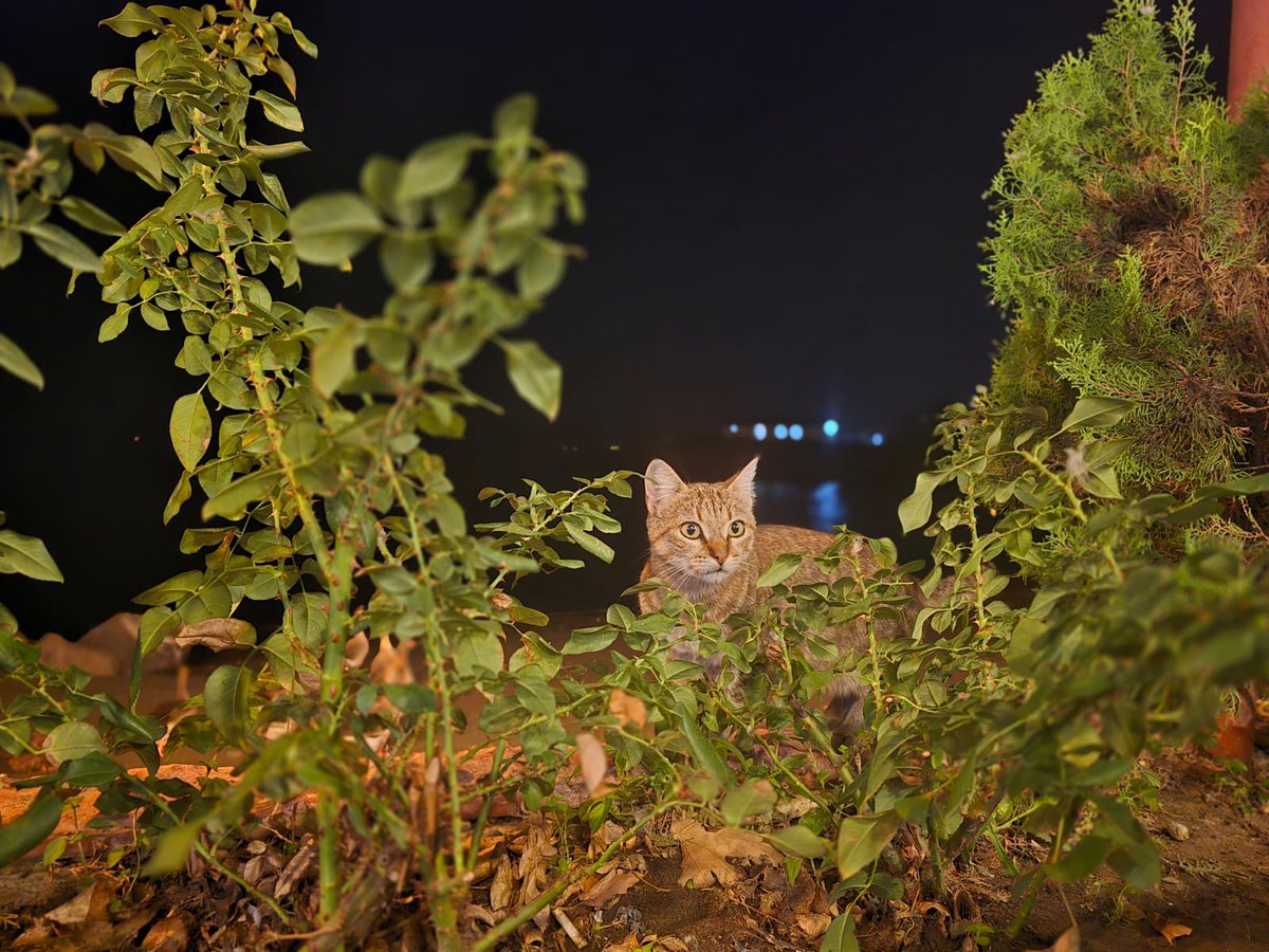 Bir kedi fotoğraf çekerken kareye girerse 🫠🥰🐾#karadeniz #Kasım #2025