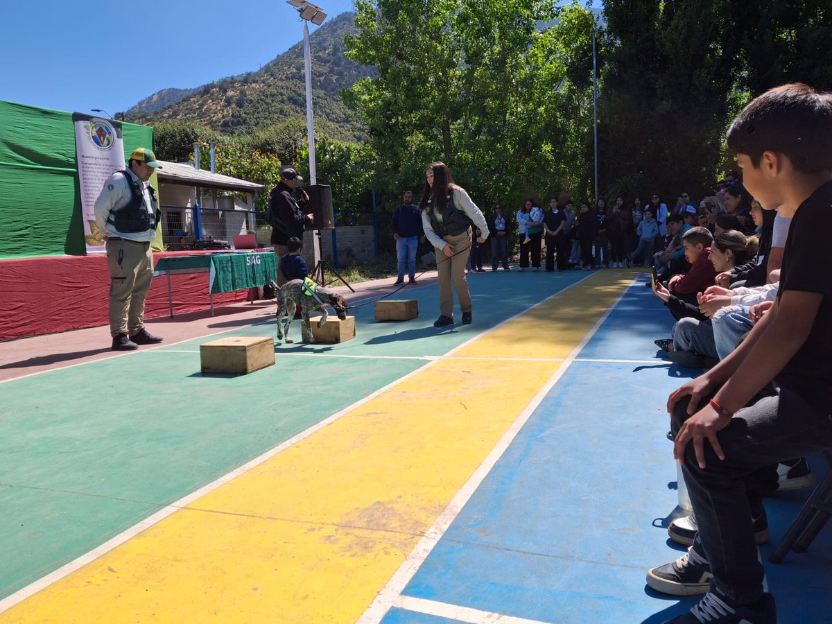sagchile's tweet image. Con las presentaciones de la Brican y del juego  Cuidemos Nuestro Bosque Nativo, @sagchile #Quillota organizó una actividad educativa dirigida a niñas y niños de la Escuela Rural de #LaPeña en #Nogales.