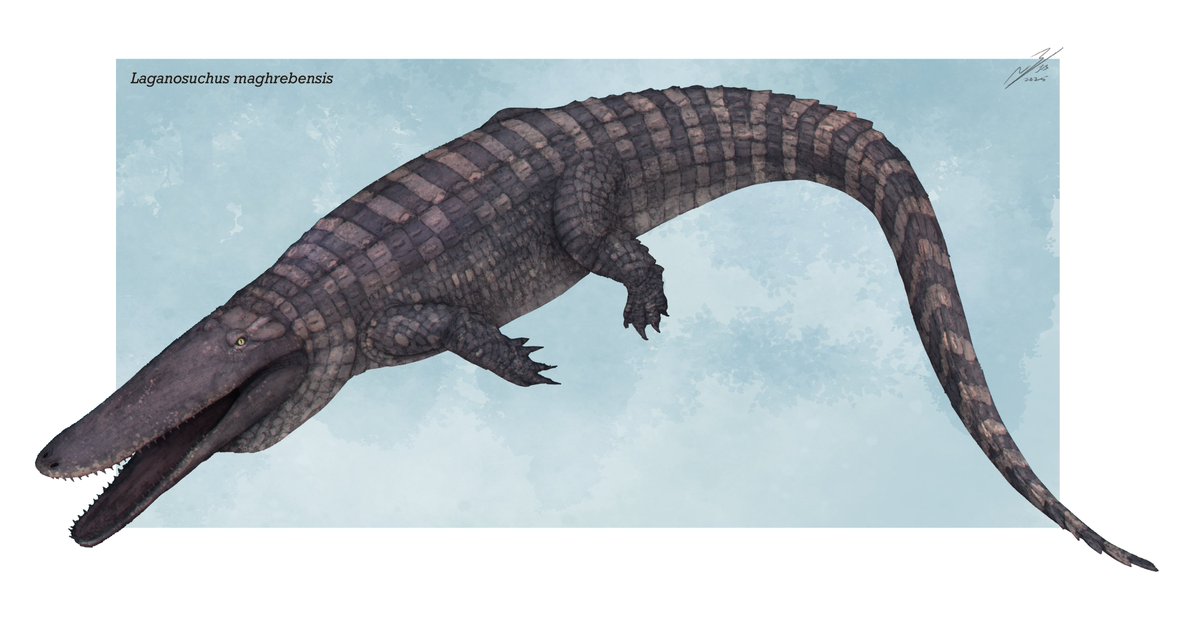 KakapoJay's tweet photo. The 6-ish metre long Kem Kem crocodylomorph Laganosuchus represents a bizarre lineage known primarily from their elongated, flattened, U-shaped heads. 

Size comparison below ⬇️ https://t.co/VI5bR1CLJP
