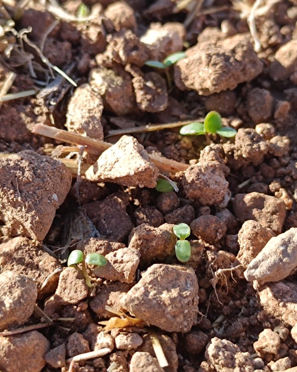 Camelina Comp España tweet media