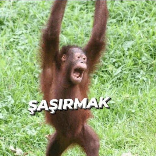 Deniz (@ezdenizor) on Twitter photo 