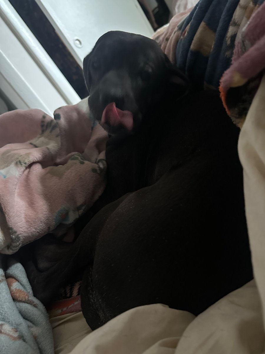 wormiebjohnson's tweet image. Snootiful, snootiful wamen wake their mothers up by step ing on themb on thee waye off the bedd to drink Lots of wator Loudlee at 5 (fiVe ) A M :)