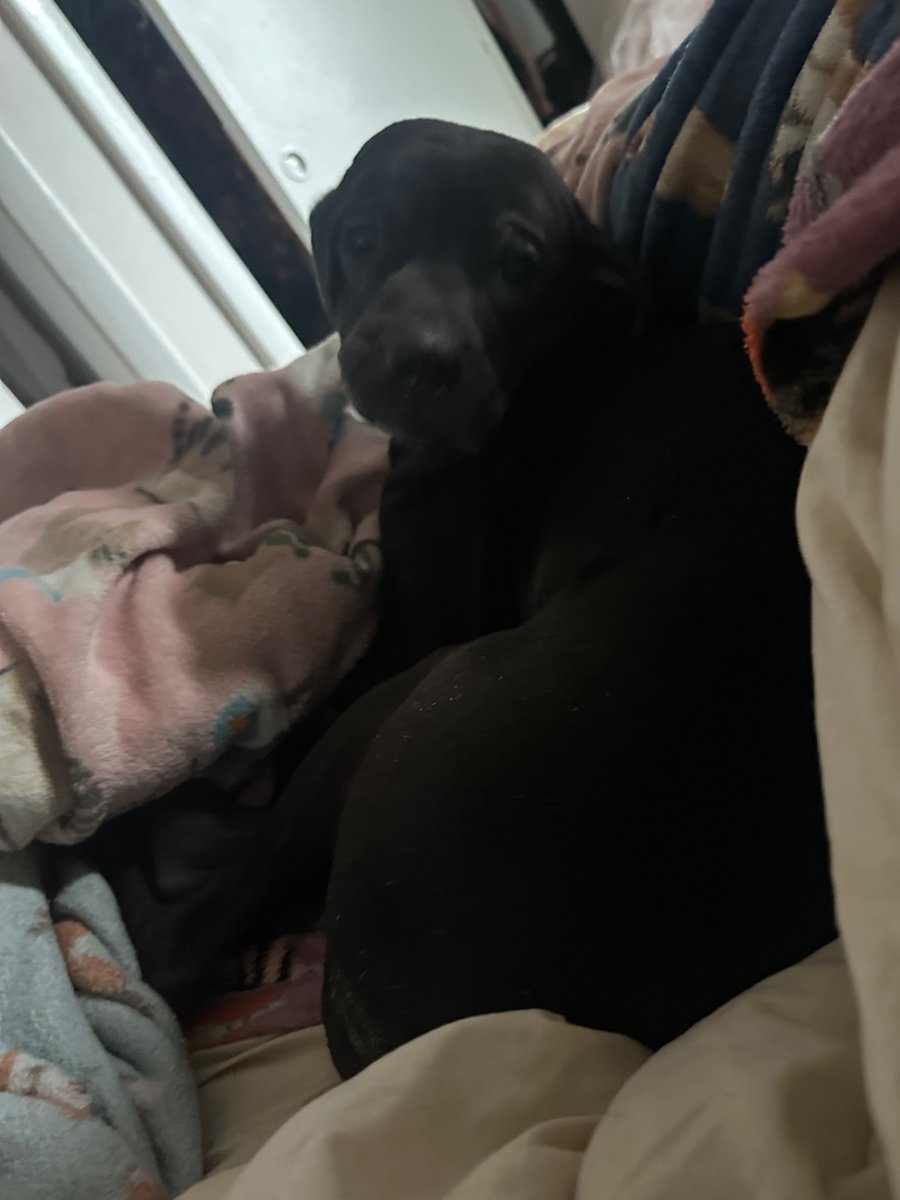 wormiebjohnson's tweet image. Snootiful, snootiful wamen wake their mothers up by step ing on themb on thee waye off the bedd to drink Lots of wator Loudlee at 5 (fiVe ) A M :)