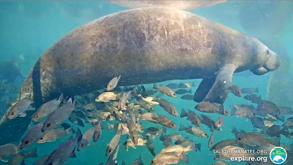 #TGIF and it's time for our manatee puzzle of the week!
Today we are featuring a manatee floating over a large school of fish at Homosassa Springs. Enjoy!
jigsawplanet.com/?rc=play&pid=3…
