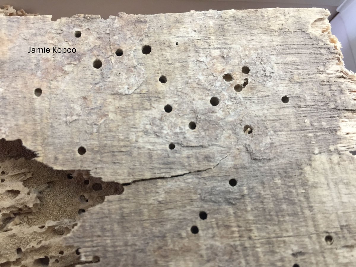 PSUpested's tweet image. While many insects go dormant in winter, wood boring beetles can continue slowly chomping through your home. Call a pest control company if you find tiny holes and fine powder or sawdust in furniture or structural timber.
Find more info here: buff.ly/lVyLBop
