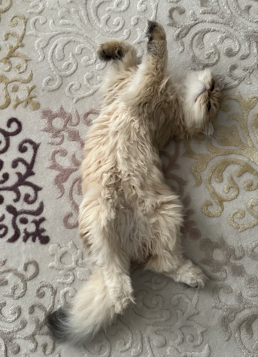 Ümit Altay-MİA tweet media