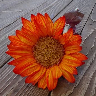 YourALSguide's tweet image. Caregivers sometimes feel guilty for taking care of their own needs. But the better you care for yourself, the better caregiver you will be. Finding time for yourself can help you recharge. Learn more at youralsguide.com/taking-care-of… #NationalFamilyCaregiversMonth #ALS