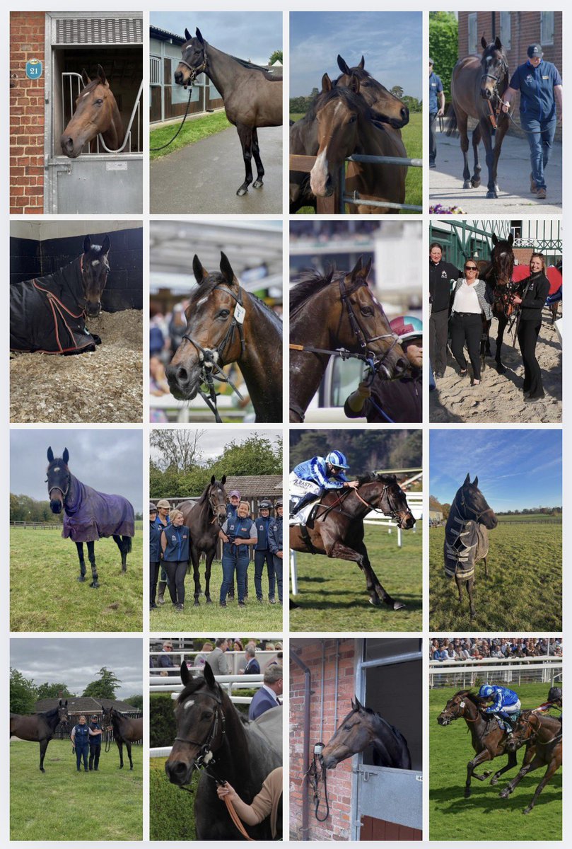 Some horses, like some people, walk into your life and are just different… 💫

I am absolutely devastated to say that we so sadly lost Pride Of America this week. 💔

I’ve struggled to find the words to write this without breaking down — I never seem to get further than the