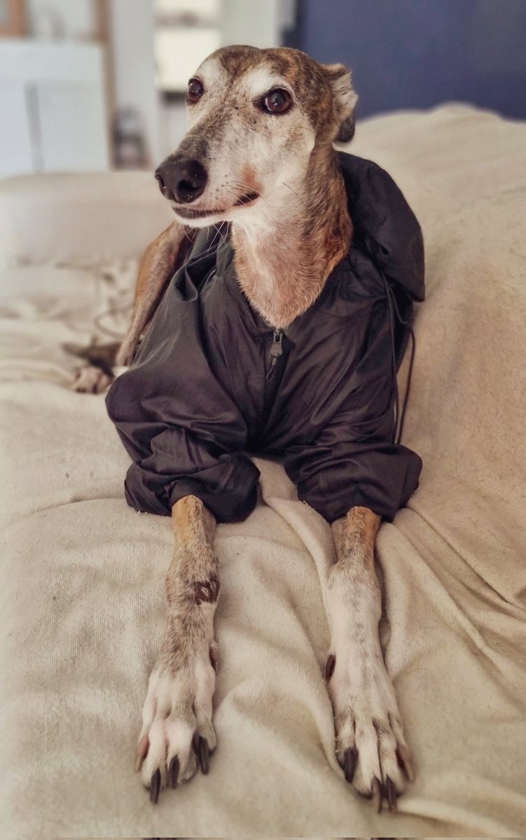 Un chongo de 1.50 se olvidó el rompeviento en casa hace 3 años. Toribio 💁🏻‍♂️