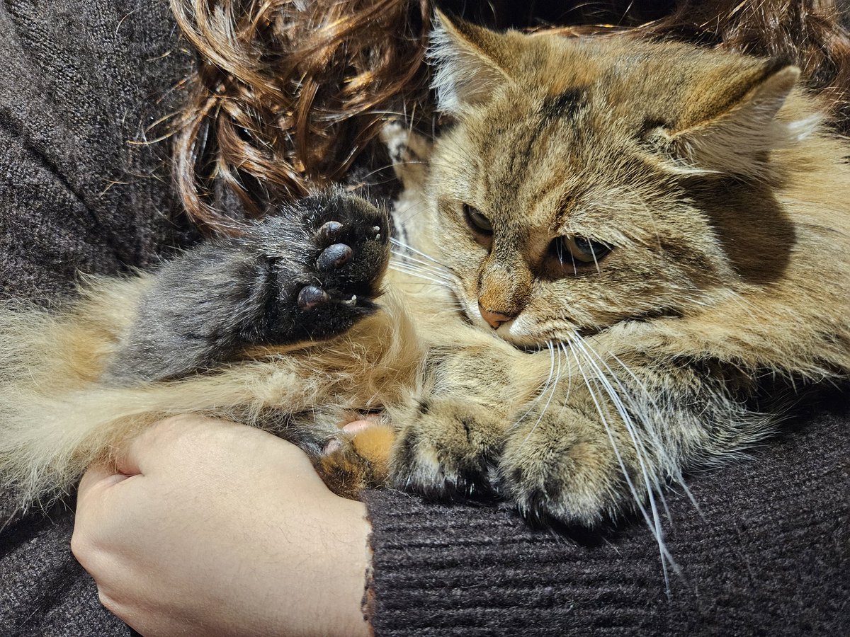 Mathookee's tweet image. Le caca est prêt ‼️